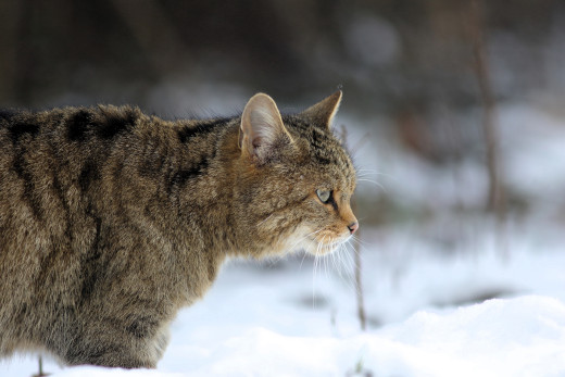 �1761683 �������(a): ����������:4000x2666